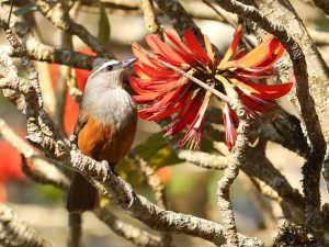 Kerala Laughingthrush © R Wasley