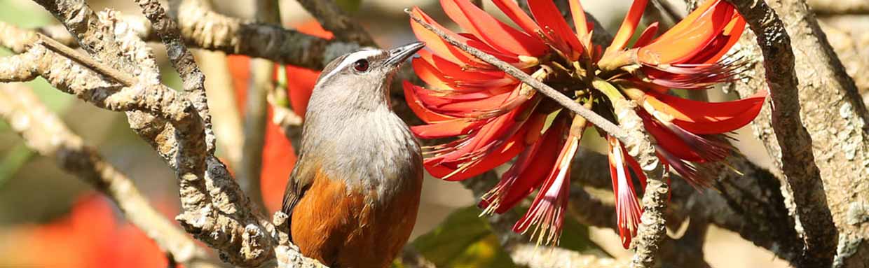 Kerala Laughingthrush © R Wasley