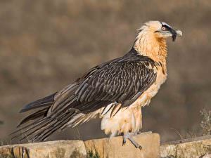 Lammergeier © D Tipling