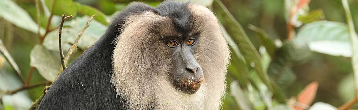 Lion-tailed Macaque © R Wasley