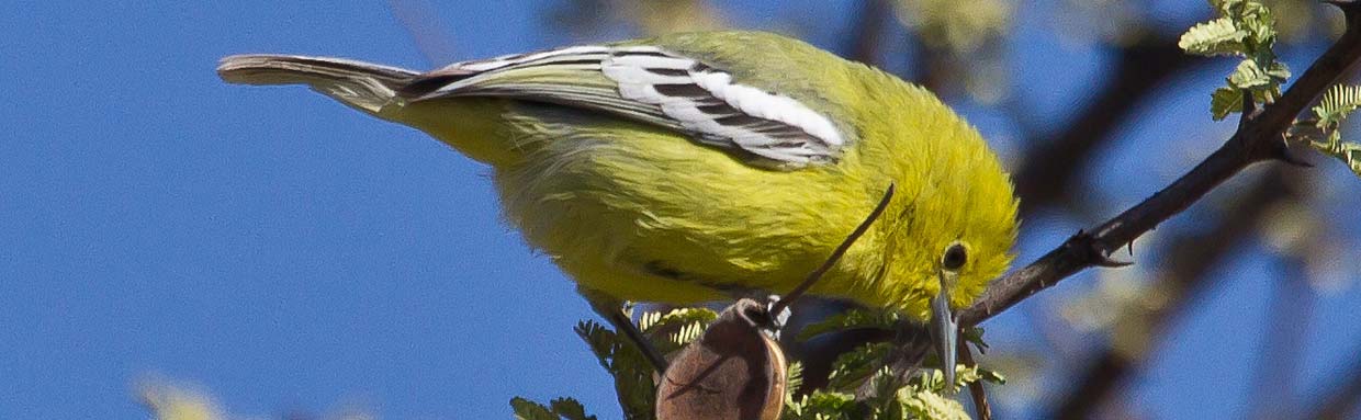 Marshall's Iora, near Nakhatrana © T Lawson