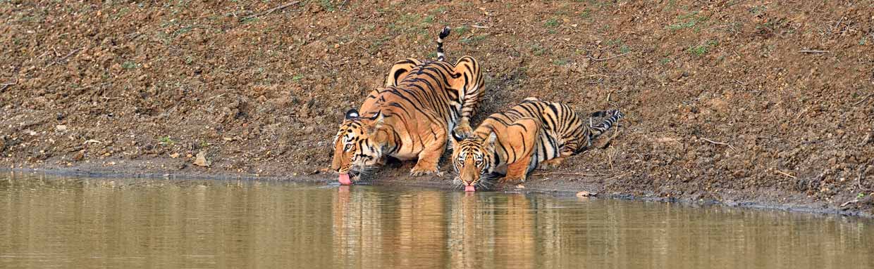 Bengal Tiger (Maya with cub) © I Newton