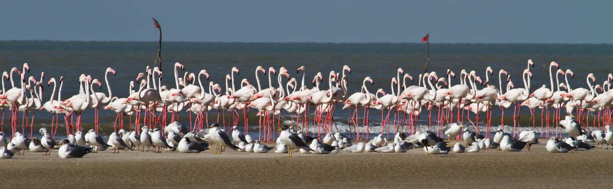 Modhva Beach, near Bhuj © T Lawson