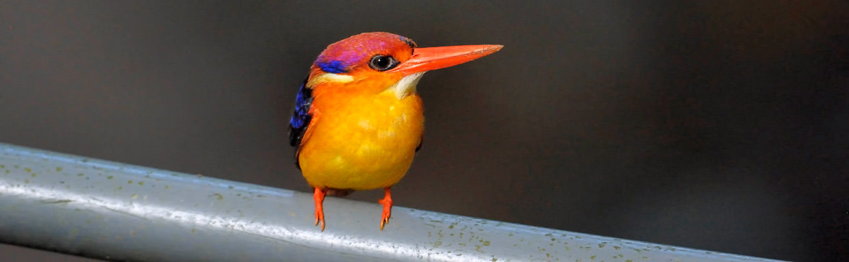 Oriental Dwarf Kingfisher © I Newton