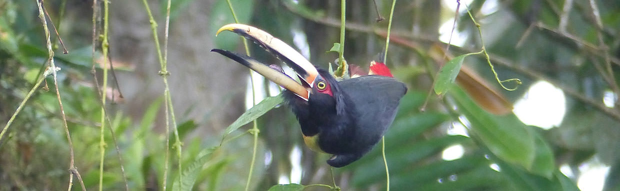 Pale-mandibled Aracari © D Bridges