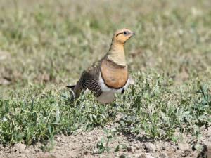 Pin-tailed Sandgrouse, Petrola © J Sykes