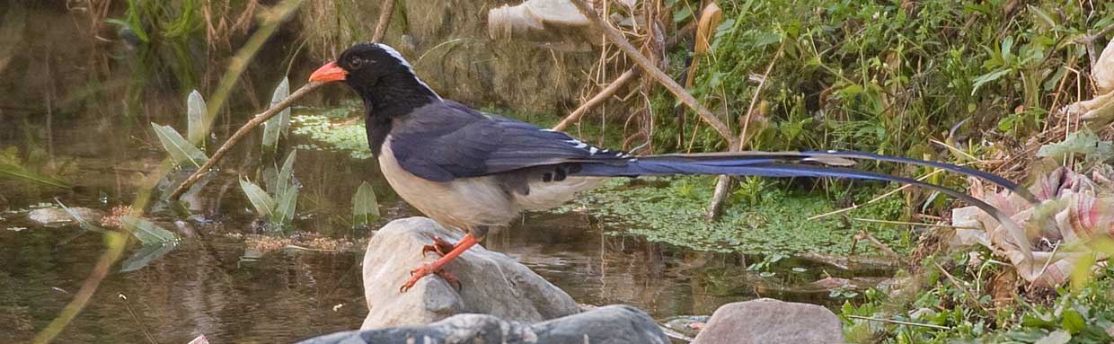 Red-billed Blue Magpie © J Bridges