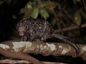 Rothschild's Porcupine © M O'Dell