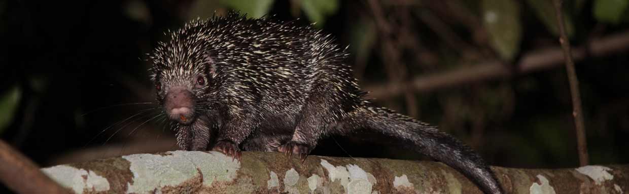 Rothschild's Porcupine in the trees © M O'Dell