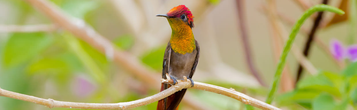 Ruby-topaz Hummingbird © Rafael Lau