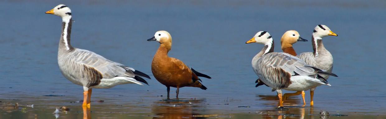 Ruddy Shelduck and Bar-headed Geese © T Lawson