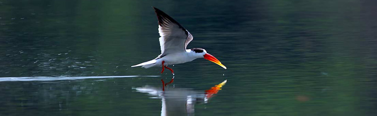 Indian Skimmer, Chambal © M Addis