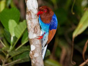 Sri Lanka Blue Magpie © Tony Sawbridge