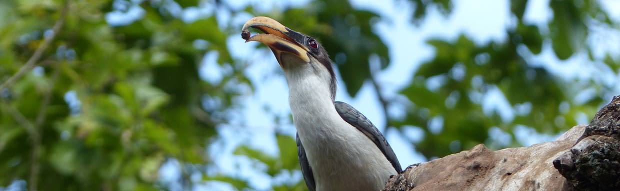 Sri Lanka Grey Hornbill © C Kitchin