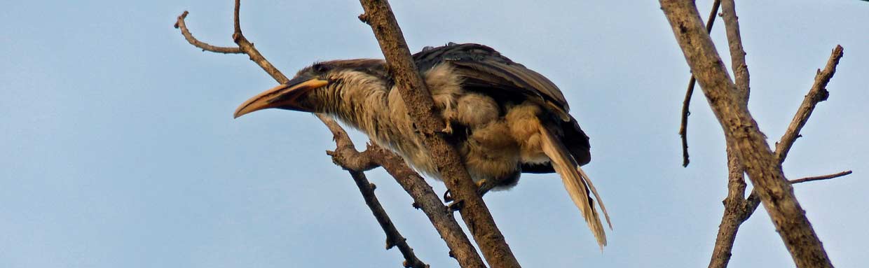 Sri Lanka Grey Hornbill © J Thomas