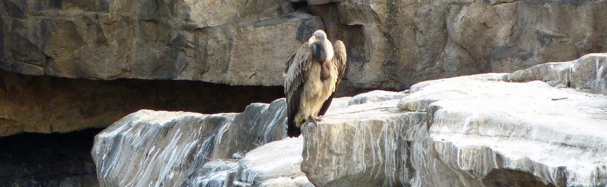 Long-billed Vulture © K Claydon