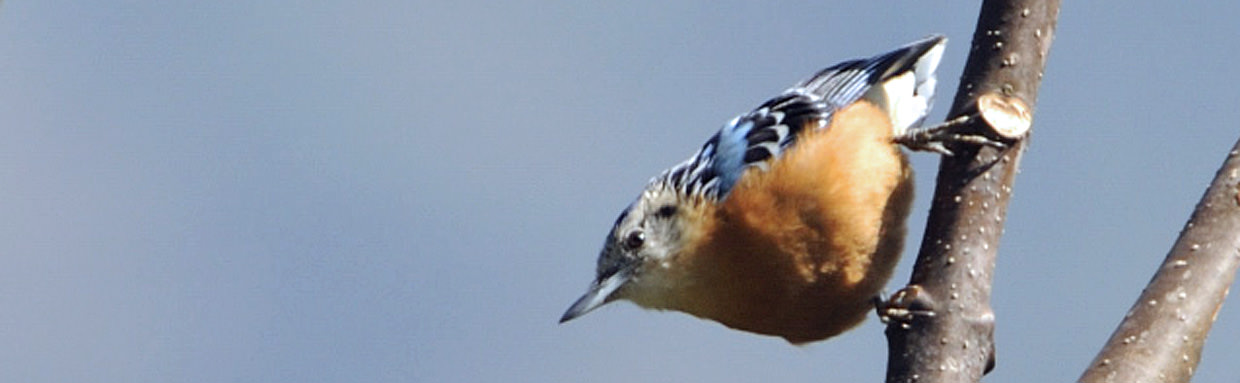 Beautiful Nuthatch © P Lobo