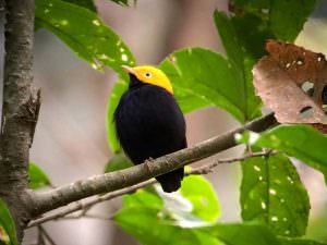 Golden-headed Manakin © C Bethancourt