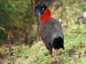 Satyr Tragopan © Wild About Travel